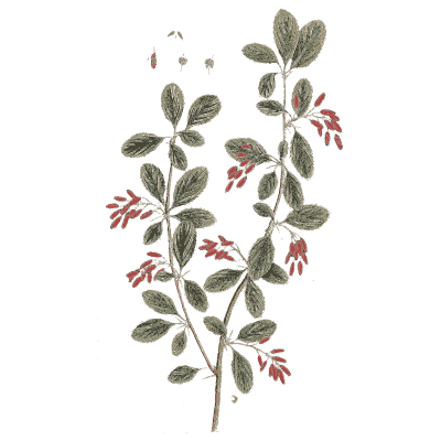 Red-flowered shrub - A Curious Herbal - 1737