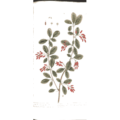 Barberry branch - A Curious Herbal - 1737
