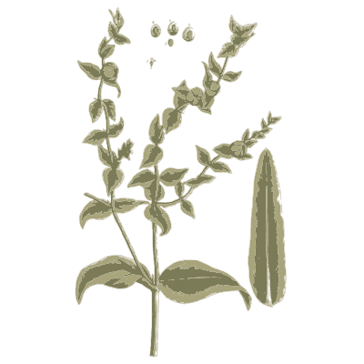 Herb with long leaf and flower spikes - A Curious Herbal - 1737