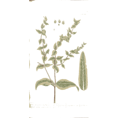 Small-leaved herb with lance leaf - A Curious Herbal - 1737
