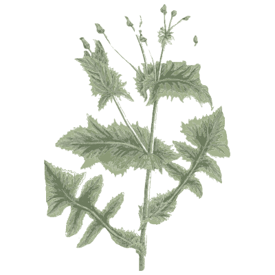 Sow thistle - A Curious Herbal - 1737