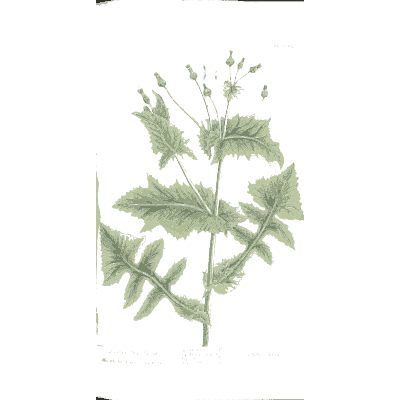Toothed-leaved herb - A Curious Herbal - 1737