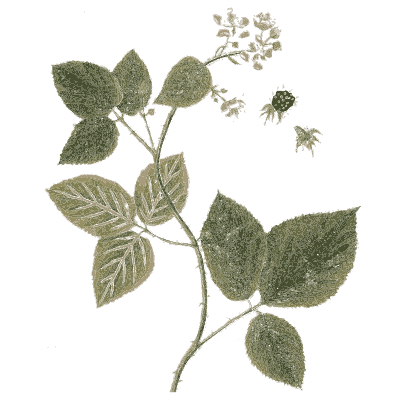 Ornament 10 - A Curious Herbal - 1737
