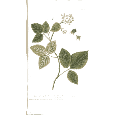 Large toothed leaves with blossom - A Curious Herbal - 1737