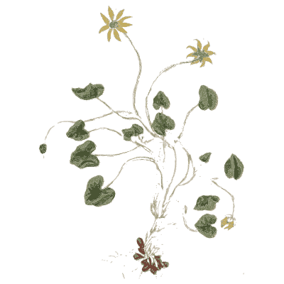 Lesser celandine 03 - A Curious Herbal - 1737