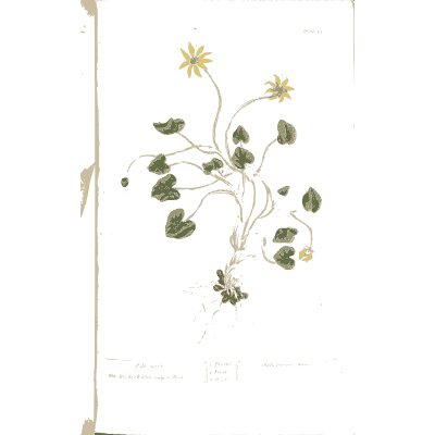 Lesser celandine 02 - A Curious Herbal - 1737