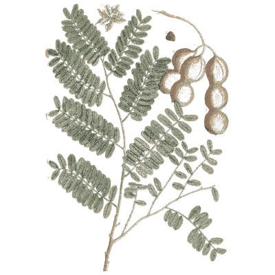 Tamarind branch with pods 03 - A Curious Herbal - 1737
