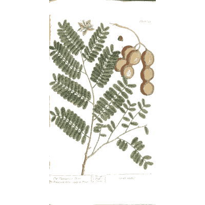 Tamarind branch with pods 02 - A Curious Herbal - 1737