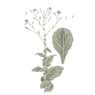 Lettuce - A Curious Herbal - 1737