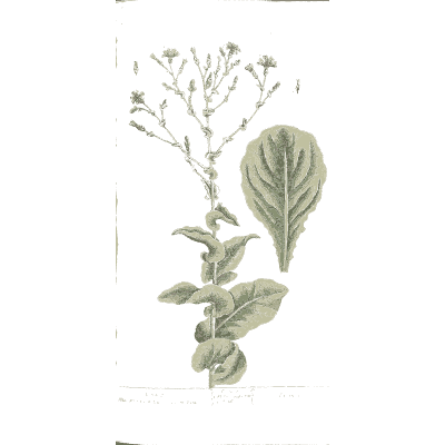 Broad-leaved herb with flower spike - A Curious Herbal - 1737