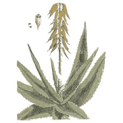 Aloe - A Curious Herbal - 1737