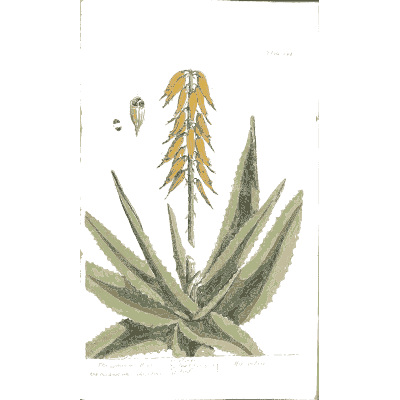 Aloe with flower spike - A Curious Herbal - 1737