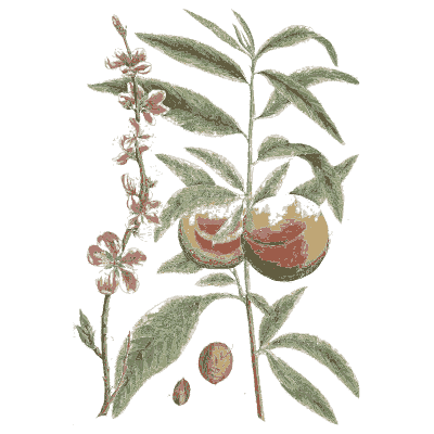 Peach - A Curious Herbal - 1737