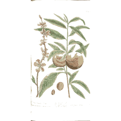 Peach branch with fruit - A Curious Herbal - 1737