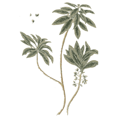 Hellebore - A Curious Herbal - 1737