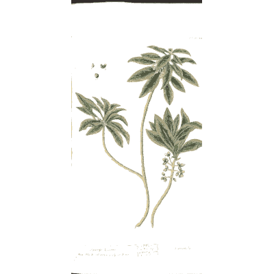 Spurge - A Curious Herbal - 1737