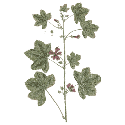 Mallow 03 - A Curious Herbal - 1737