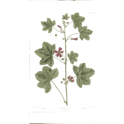 Mallow 02 - A Curious Herbal - 1737