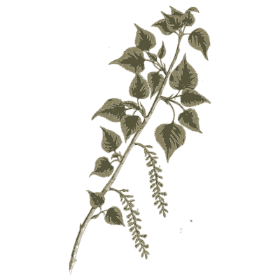 Poplar with catkins - A Curious Herbal - 1737