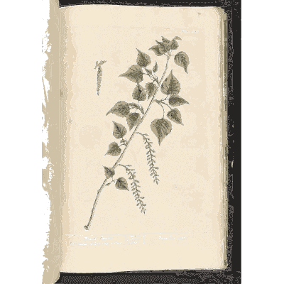 Poplar branch with catkins - A Curious Herbal - 1737