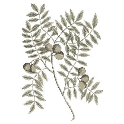 Ornament 11 - A Curious Herbal - 1737