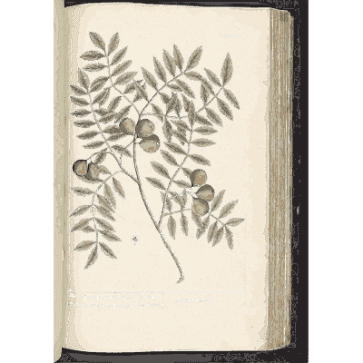 Pinnate branch with round nuts - A Curious Herbal - 1737