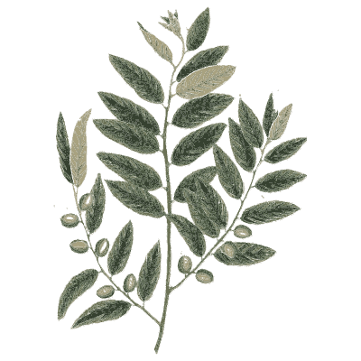 Pinnate-leaved branch with fruits - A Curious Herbal - 1737