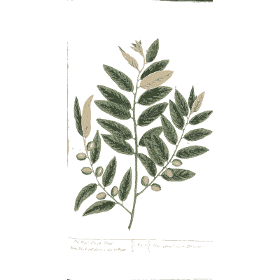 Wild olive branch - A Curious Herbal - 1737