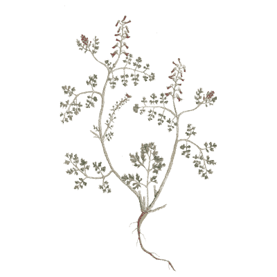 Fumitory 03 - A Curious Herbal - 1737