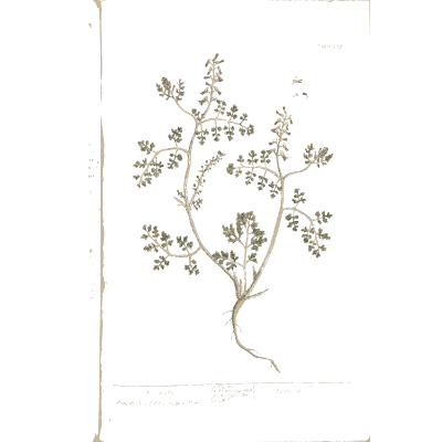 Fumitory 02 - A Curious Herbal - 1737