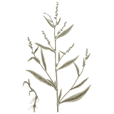 Ornament 12 - A Curious Herbal - 1737