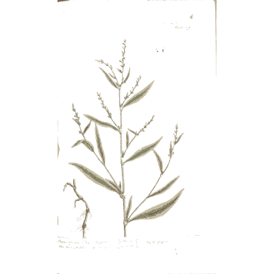 Reed grass with plumes - A Curious Herbal - 1737