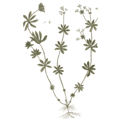 Cleavers 03 - A Curious Herbal - 1737