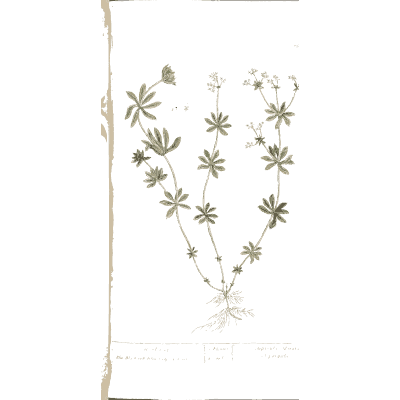 Cleavers 02 - A Curious Herbal - 1737