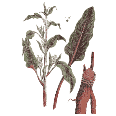 Ornament 13 - A Curious Herbal - 1737