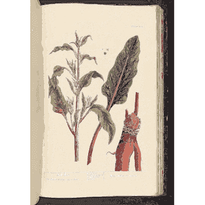 Red beet - A Curious Herbal - 1737