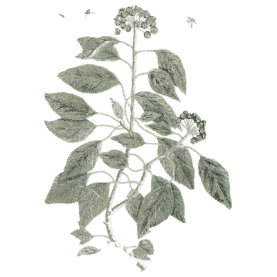 Ivy - A Curious Herbal - 1737