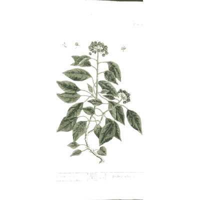 Glossy-leaved shrub branch - A Curious Herbal - 1737