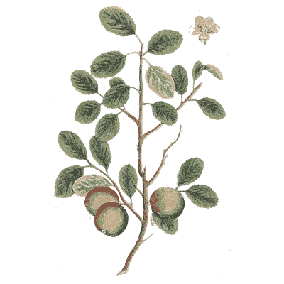 Quince - A Curious Herbal - 1737