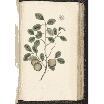 Apple branch with fruit - A Curious Herbal - 1737