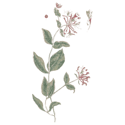 Honeysuckle 02 - A Curious Herbal - 1737