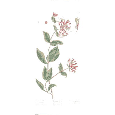 Honeysuckle 01 - A Curious Herbal - 1737