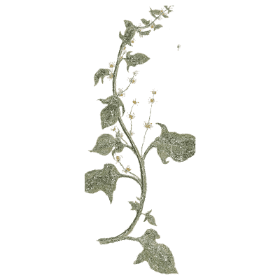 Black bryony - A Curious Herbal - 1737