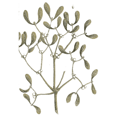 Mistletoe 03 - A Curious Herbal - 1737