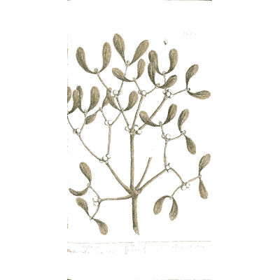Mistletoe 02 - A Curious Herbal - 1737