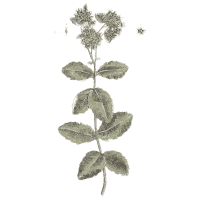 Ornament 14 - A Curious Herbal - 1737