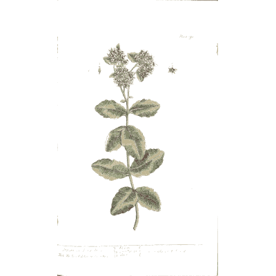 Marjoram 02 - A Curious Herbal - 1737