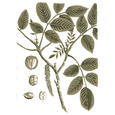 Walnut - A Curious Herbal - 1737