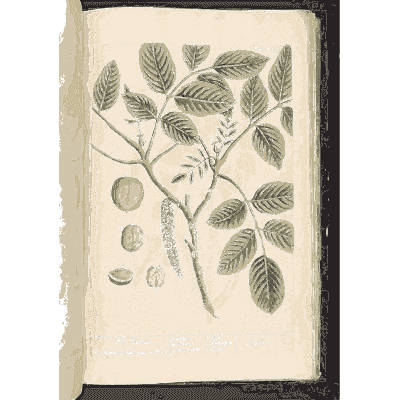Walnut branch with nuts - A Curious Herbal - 1737