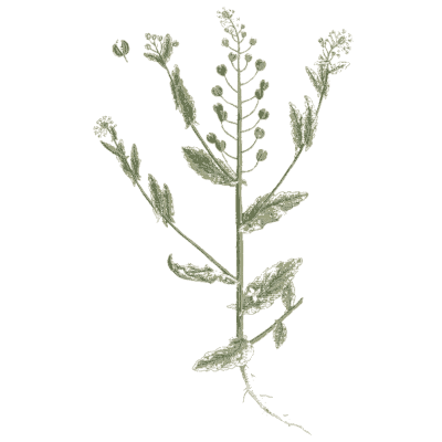 Ornament 15 - A Curious Herbal - 1737